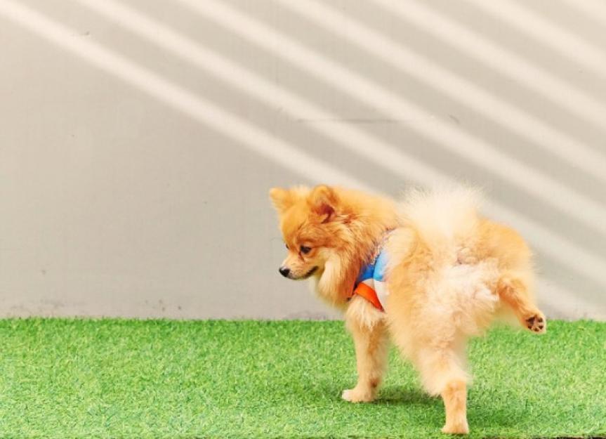 How to Keep Dog Pee From Ruining Your Lawn PetMD