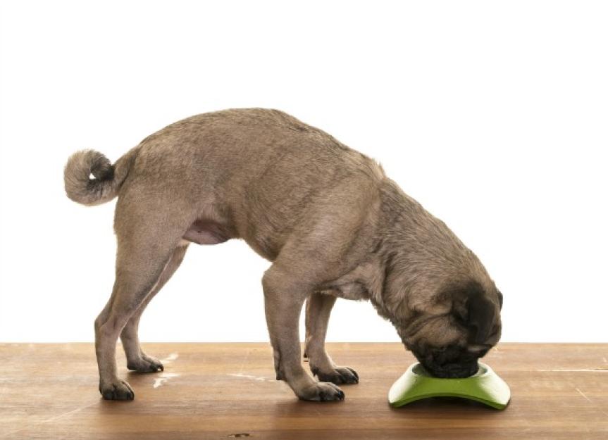 The Dangers of High Protein Dog Foods | PetMD
