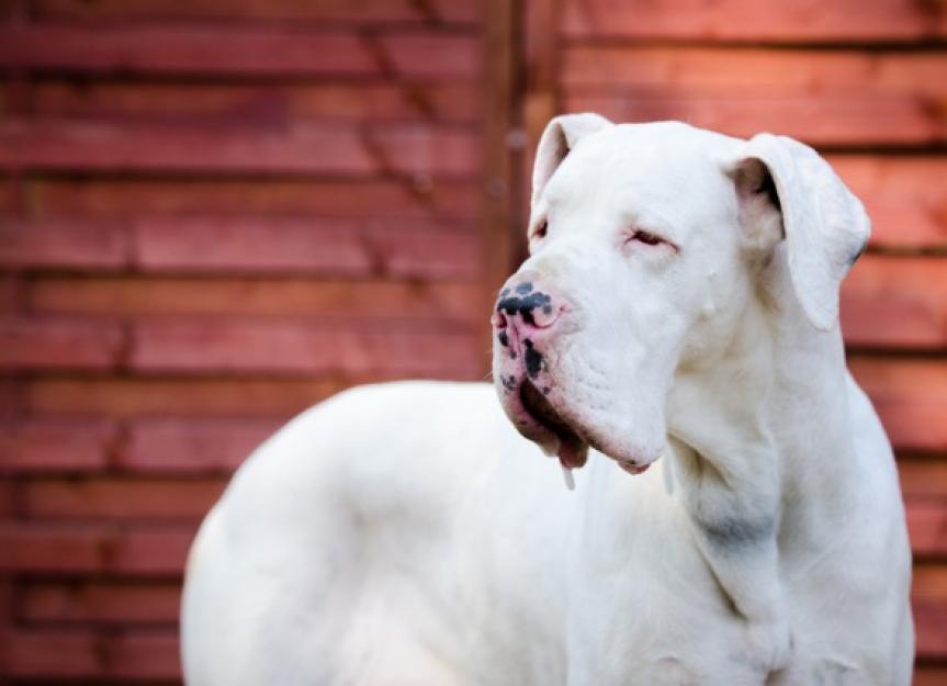 deaf-dog-training-tips-petmd