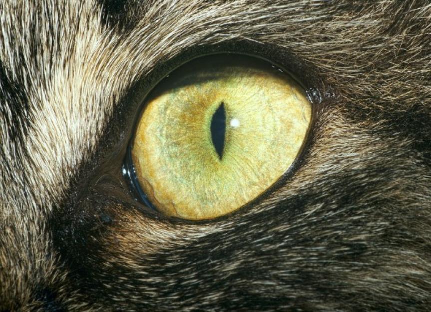 Degeneration of the Cornea in Cats PetMD