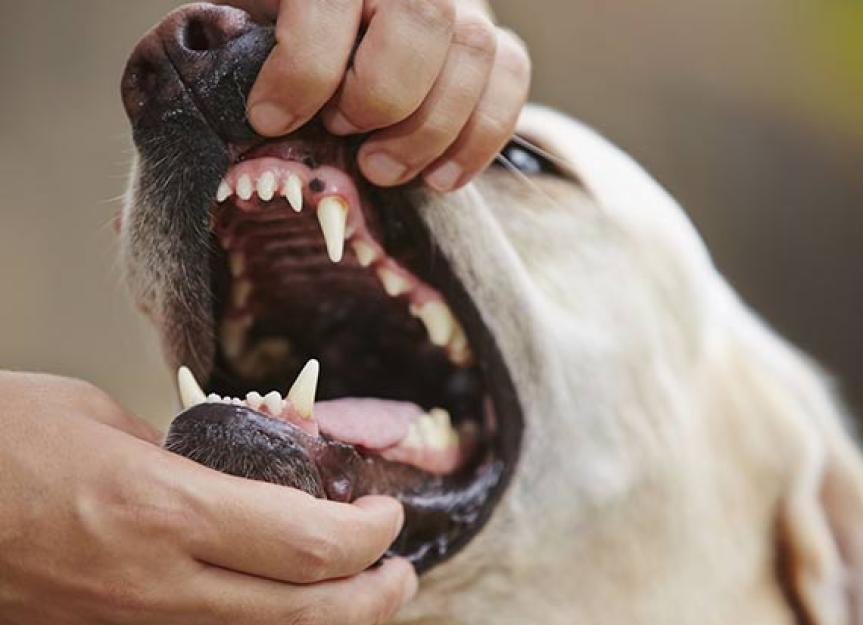 what does oral cancer look like in dogs