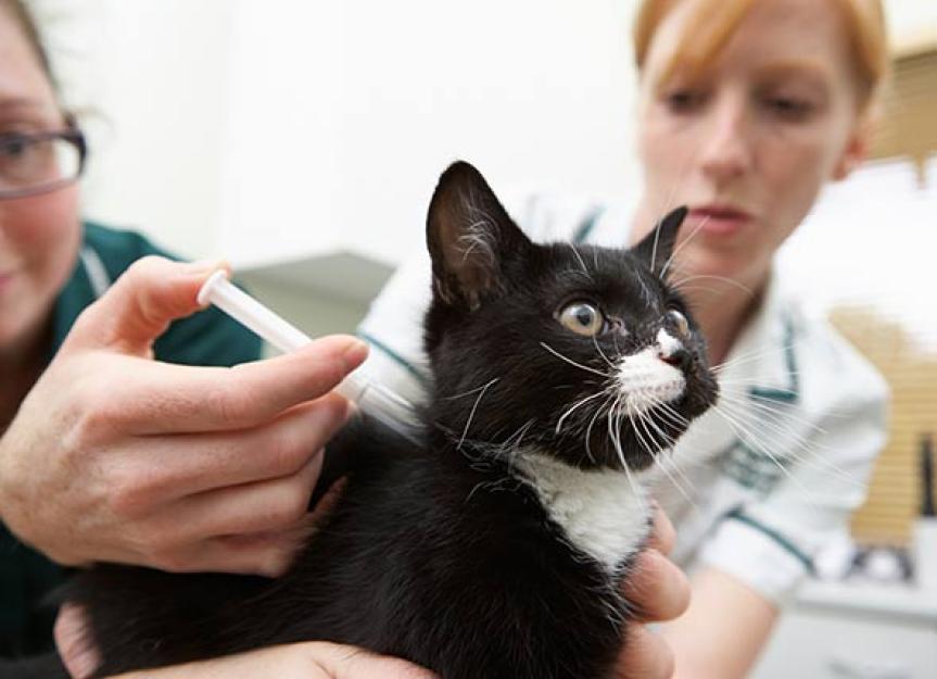 Diabetes in Dogs and Cats: Everything You Need to Know