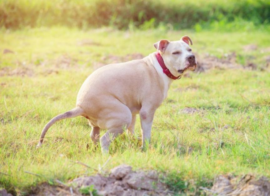 difficult-defecation-and-blood-in-stool-in-dogs-petmd