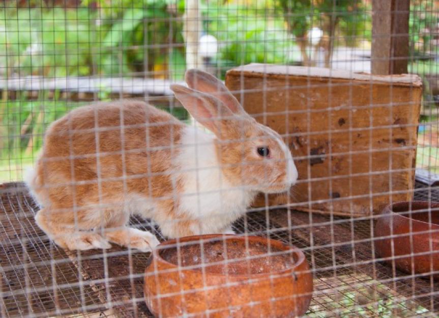 Dislocation and Paralysis in Rabbits