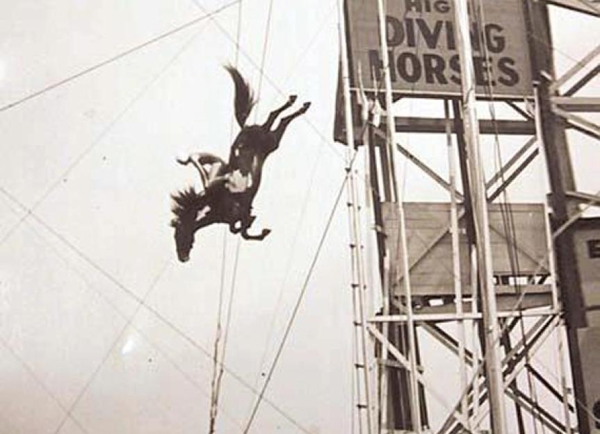 Taking a Dive Through Horse and Human History PetMD