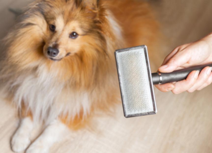 How to Know if Your Pet is Shedding Too Much Hair | PetMD