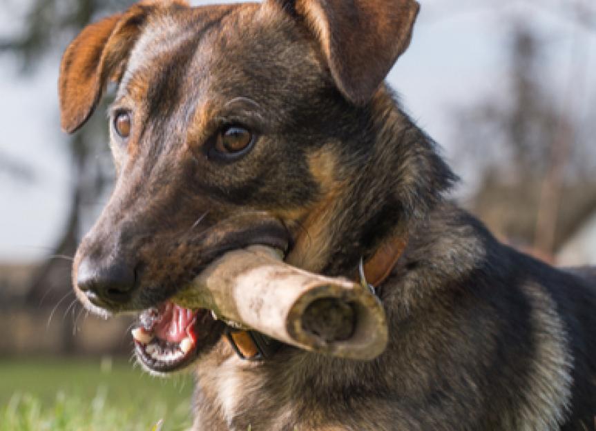 Dogs and Bones: A Dangerous Combination