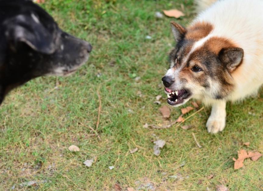 how to stop territorial behavior in dogs