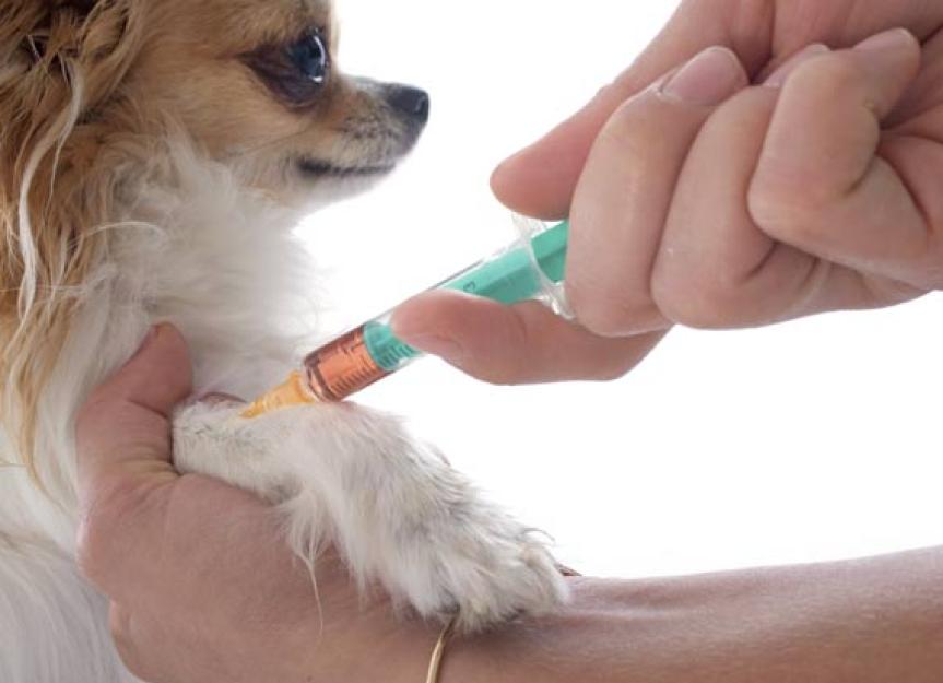 Pet Allergies Allergy Shots Versus Allergy Drops for Pets PetMD