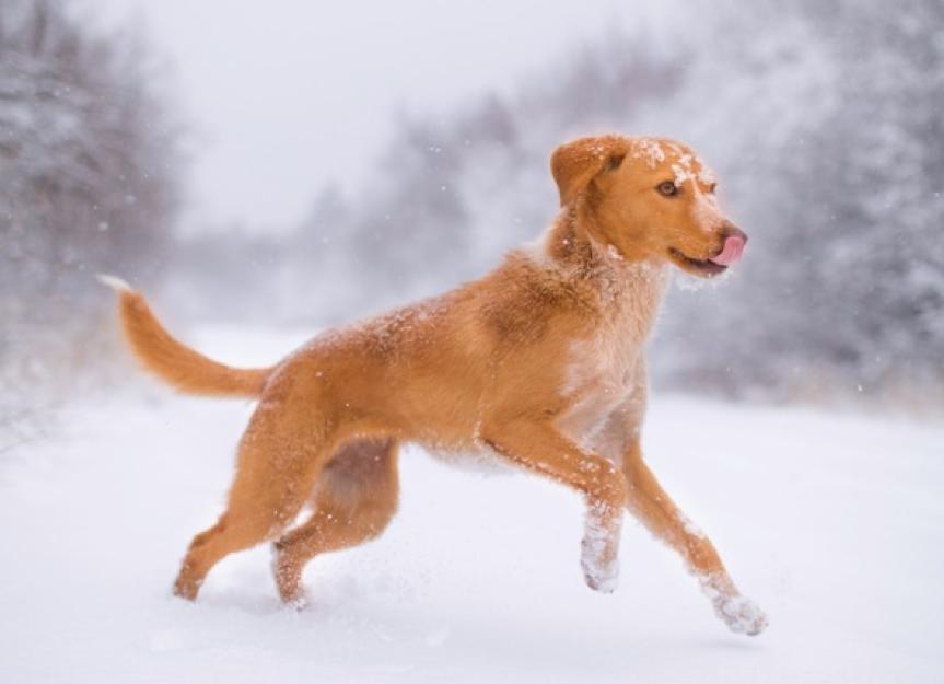 Why Dog Grooming Is so Important in Winter | PetMD