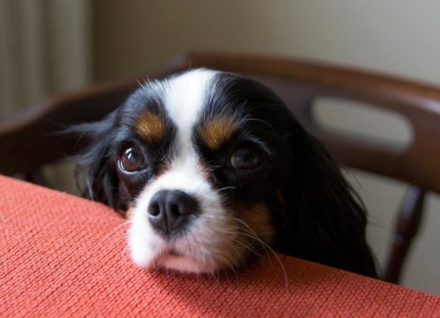 What Do I Do If My Dog Ate a Chicken Bone? - PetMD