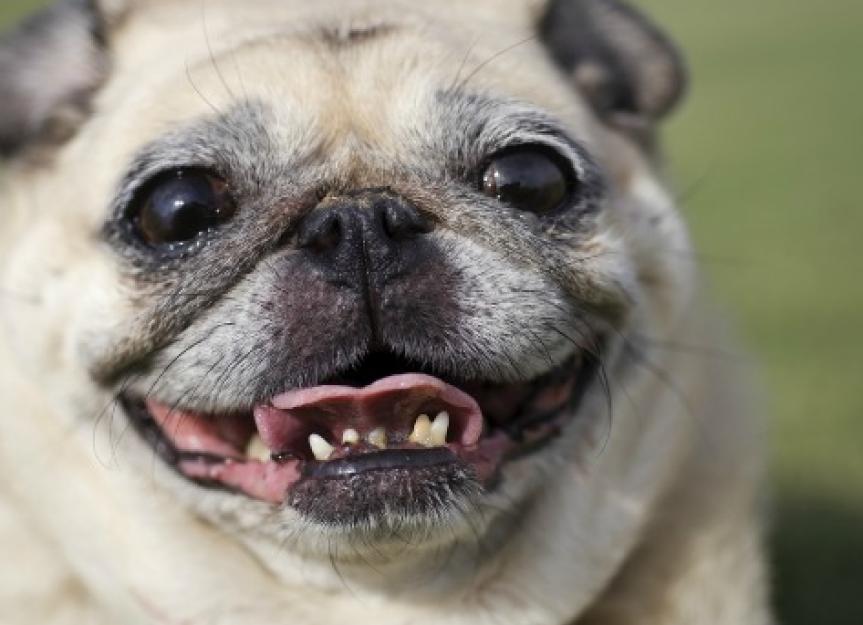 Dog Braces: What You Need to Know | PetMD