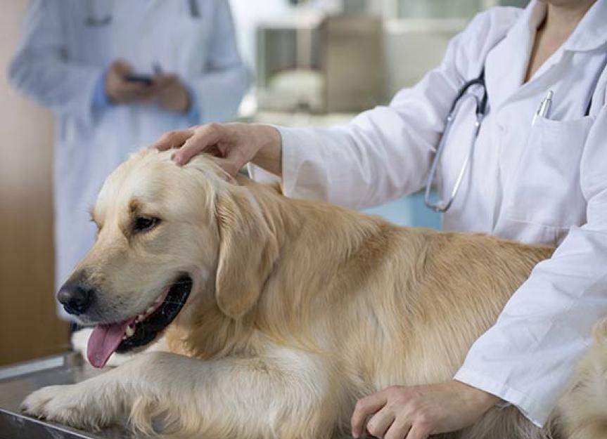 放射治疗对狗的效果如何?
