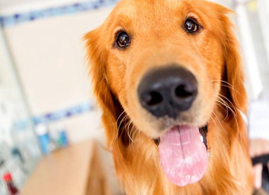 长期的金毛猎犬研究希望了解更多关于癌症的狗