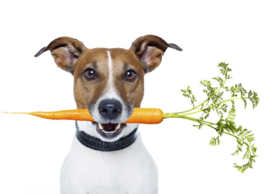 are carrots safe to feed dogs