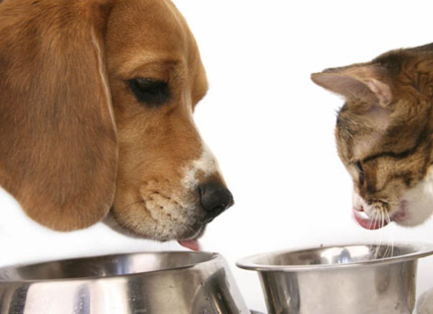 People Remain Confused About Pet Foods, petMD Survey Finds