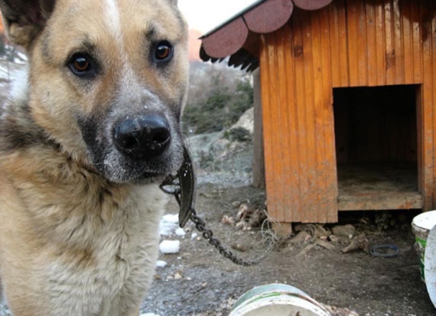 Dog 2025 chained outside