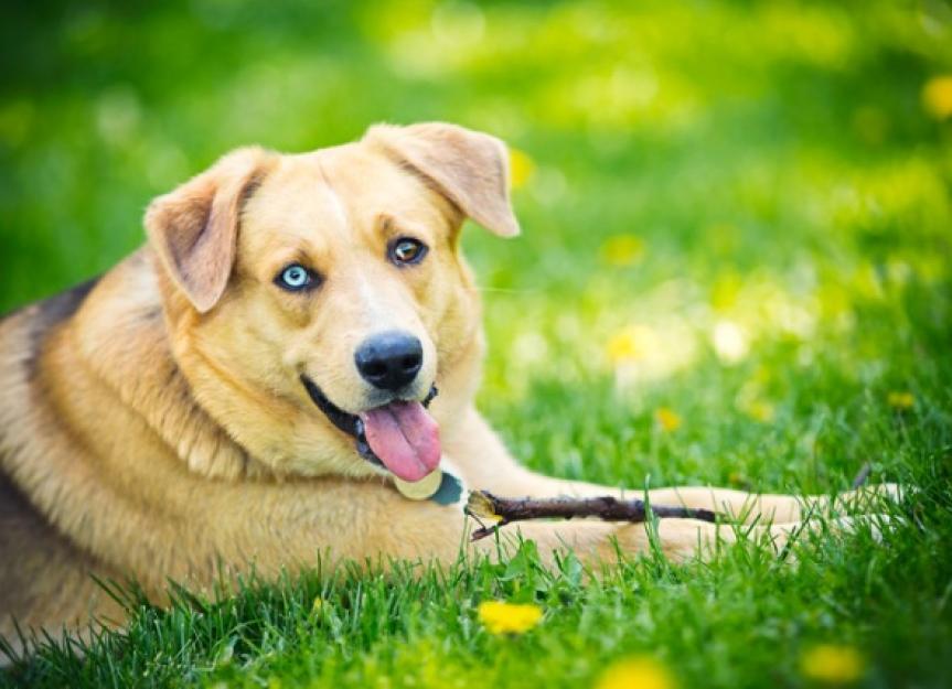 Why Is My Dog Vomiting? - PetMD