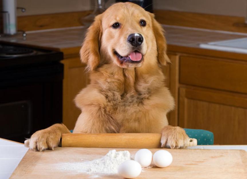 Seven tips on how to make pet food and save money