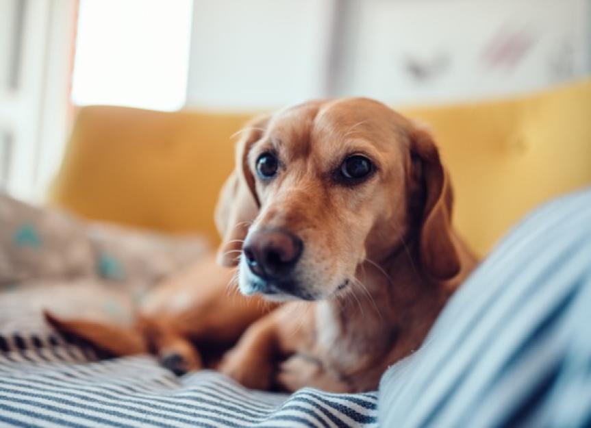 How to Help Calm Down an Anxious Dog | PetMD