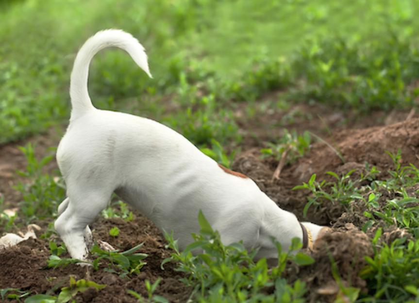 Why Do Dogs Bury Bones? - Dog Digging 127408772