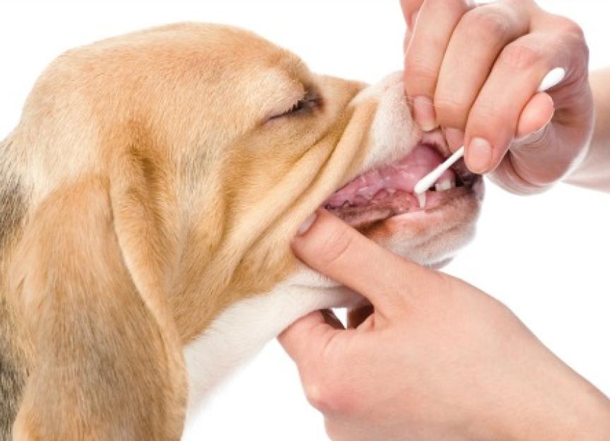 The Hidden Benefits of DNA Testing for Dogs