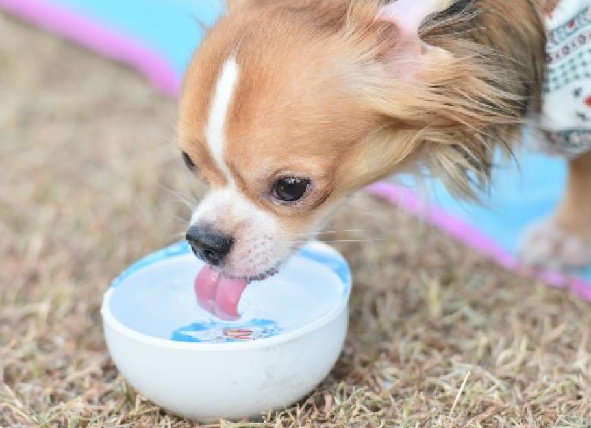 why-is-my-dog-drinking-so-much-water-petmd