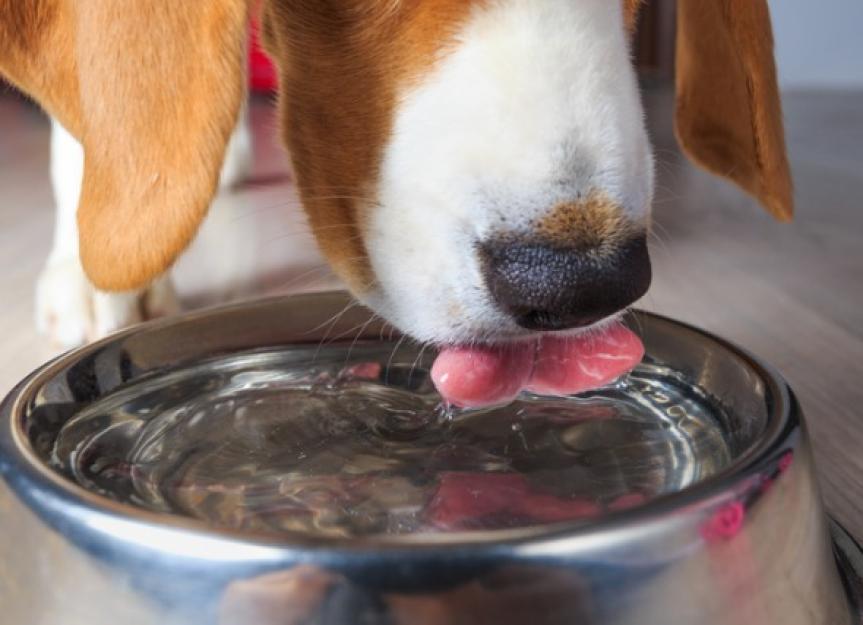 How Much Water Should a Dog Drink? | PetMD
