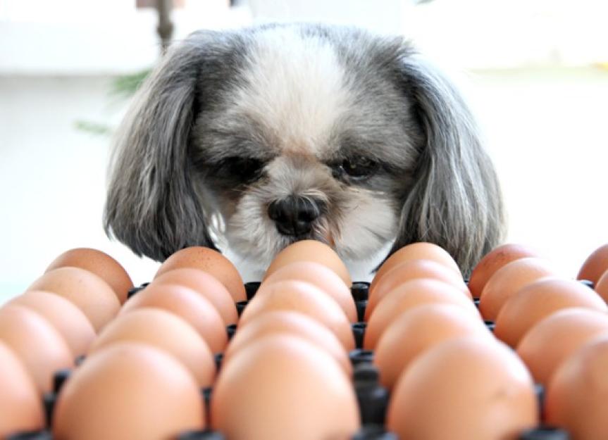 Can Dogs Eat Eggs? Are Raw Eggs Good for Dogs? | PetMD