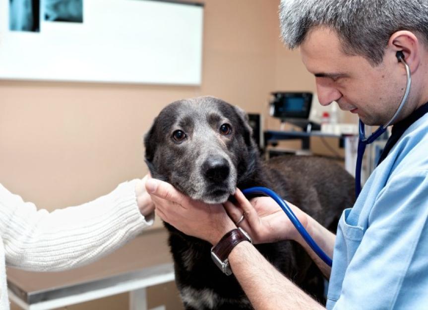 Dog Euthanasia: How to Know it's Time - PetMD