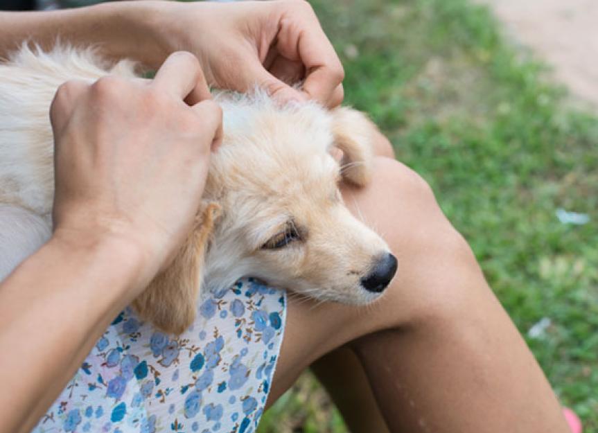 Is My Pet's Flea Medicine Still Working? How Long Do Flea and Tick Meds