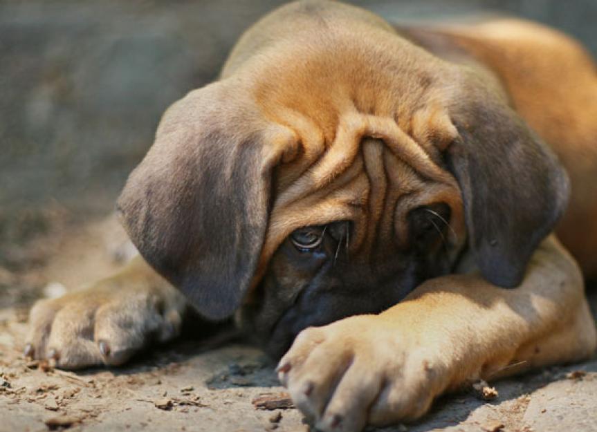 Are you in Flea Denial? | Common Signs of Fleas on Dogs, Cats | PetMD