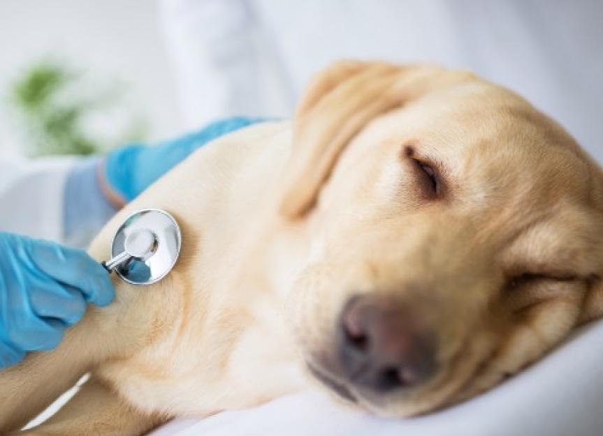 how do you diagnose a sick dog