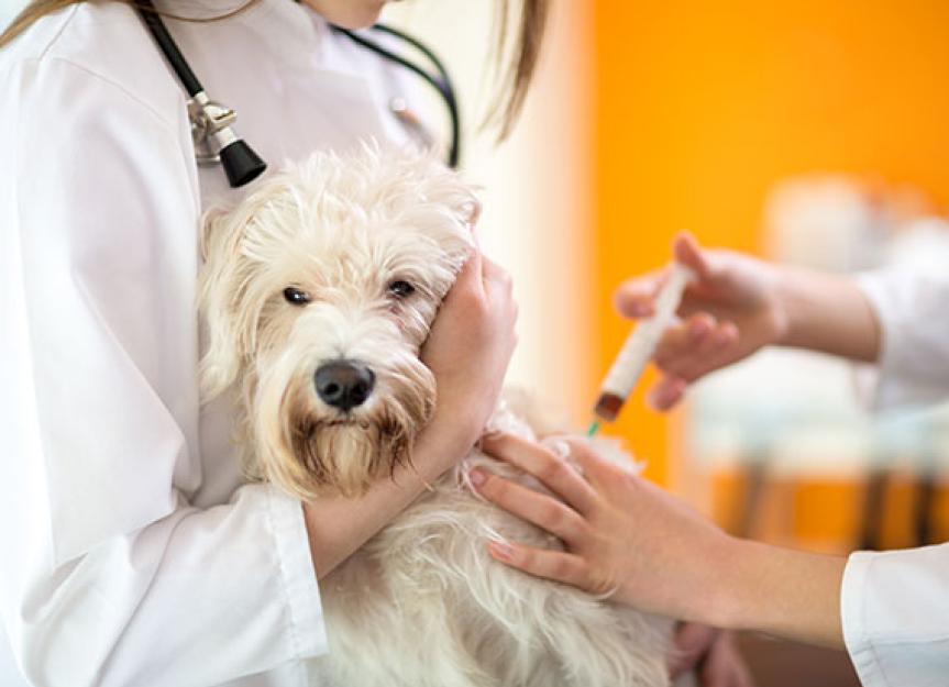 Does Your Dog Need the Canine Flu Vaccine? PetMD