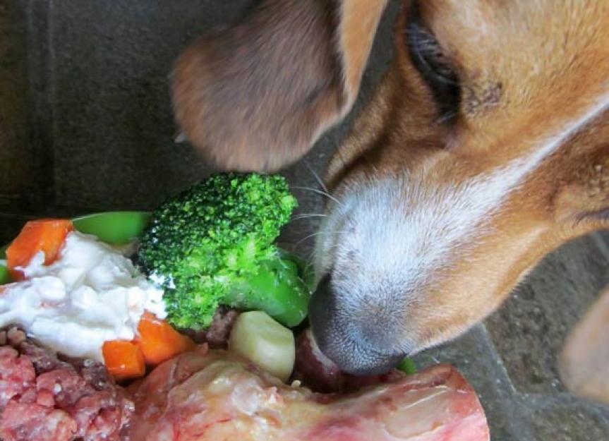 How to Compare Your Dog's Pet Food Nutrient Profiles PetMD