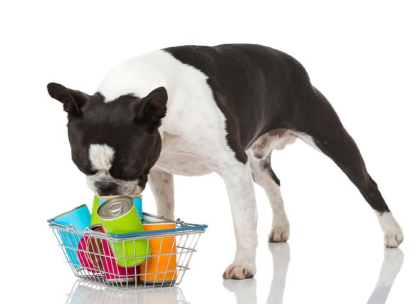 How to Shop for the Best Pet Food