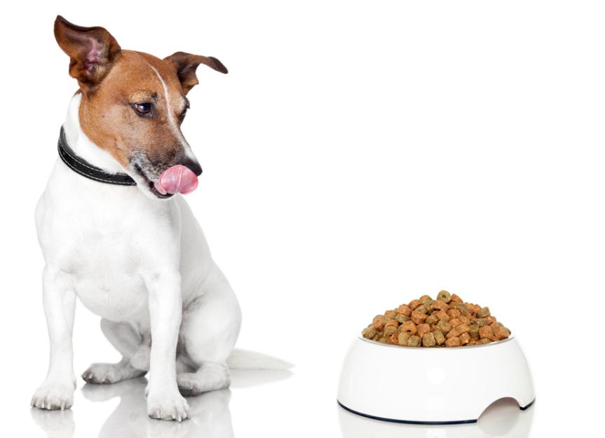 6 Healthy Treat Ideas for Dogs
