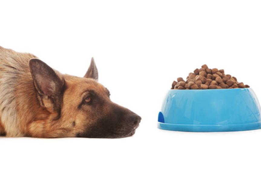 Dog Not Eating? Maybe Your Pet Food Smells or Tastes Bad