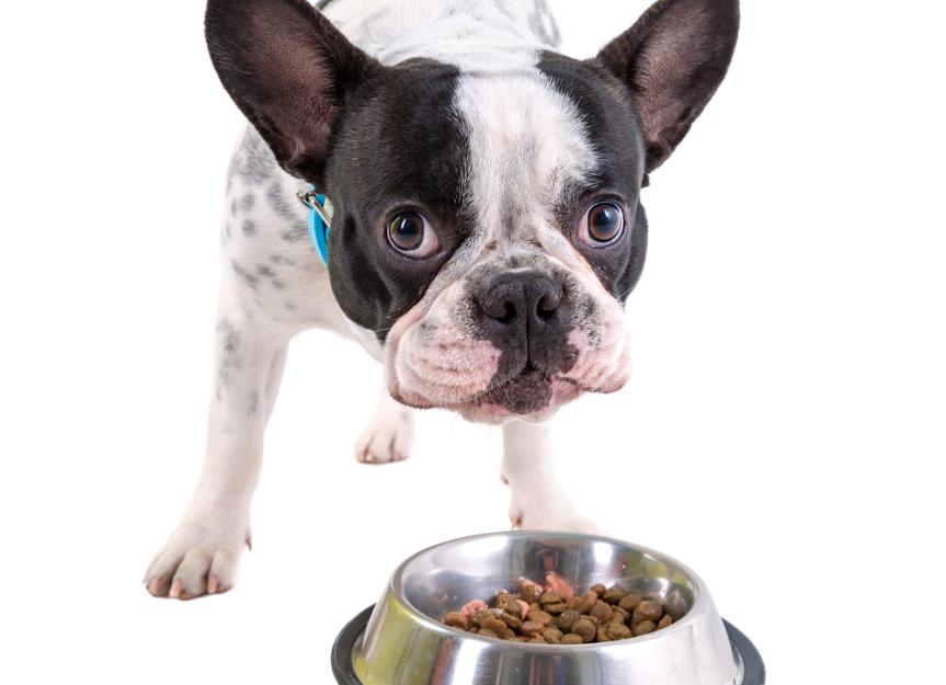 Dietary Therapy for Canine Epilepsy PetMD