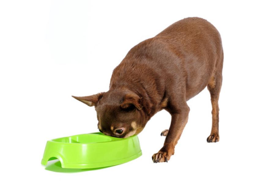 Diets for Dogs with Cancer Feeding the Dog with Cancer PetMD