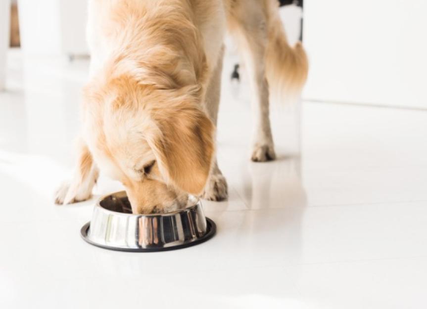 Controlling Your Pet’s Eating Behavior