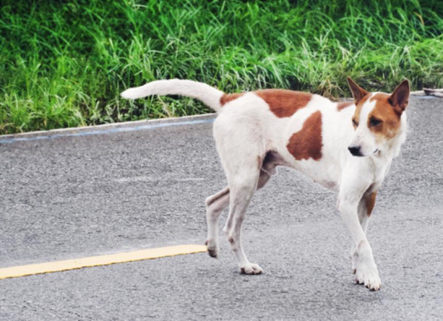 What to Do if Your Dog is Hit by a Car PetMD