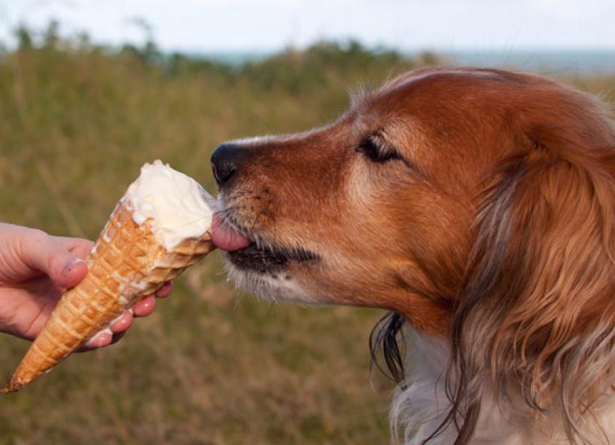 what is doggy ice cream made of