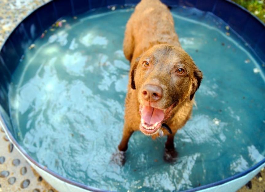 https://image.petmd.com/files/styles/863x625/public/dog-in-a-water-picture-id594042130.jpg