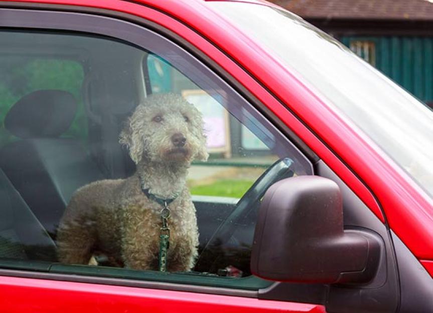 你能做什么来帮助留在车里的狗