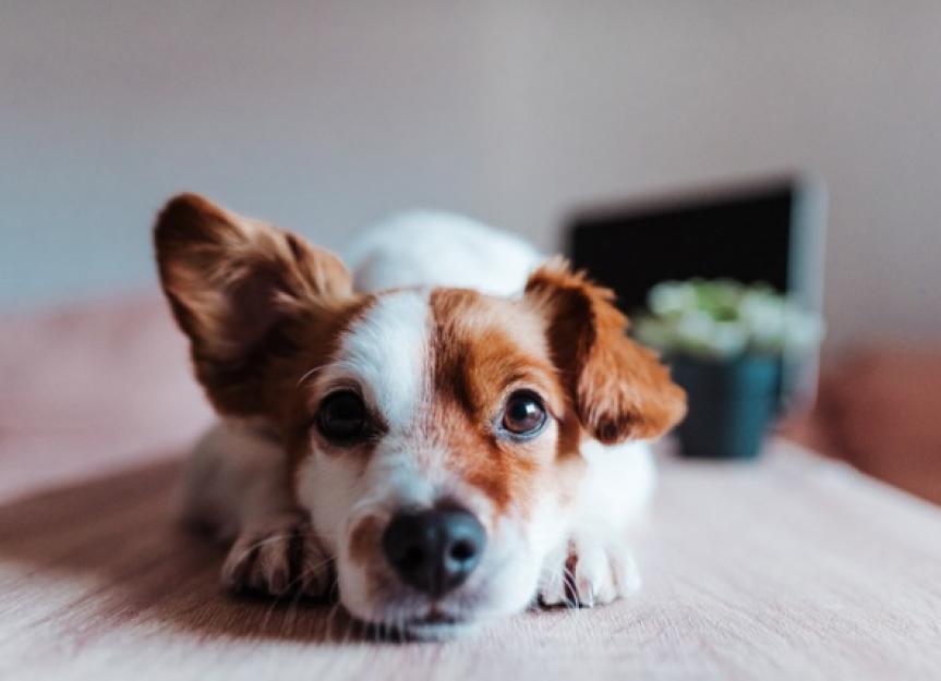 What Causes a Dog’s Ears to Smell? Learn Why and How to Clean Your Dog