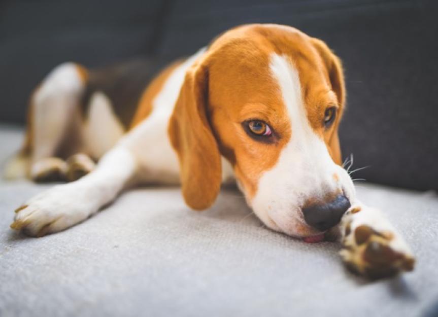 can dog food allergy cause coughing