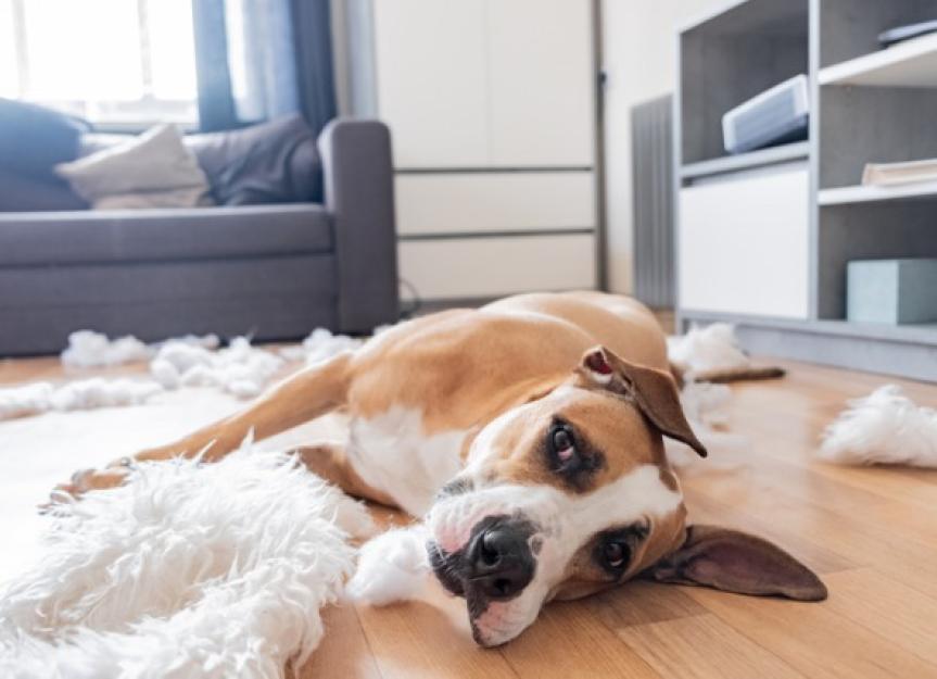 How to Help a Dog With Separation Anxiety PetMD
