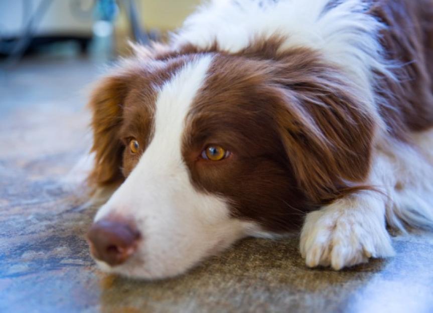 Vomiting of Blood in Dogs (Hematemesis) - PetMD