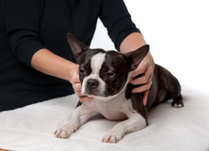 4 Simple Dog Massage Therapy Techniques